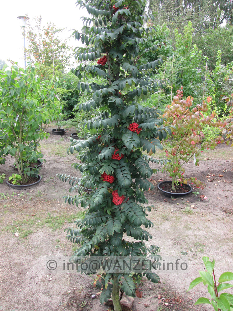 Sorbus aucuparia Fastigiata 04 schmal.JPG